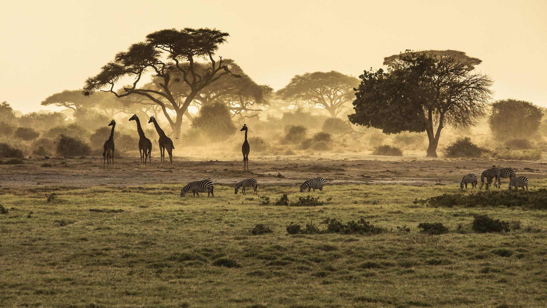 Vavada tragamonedas de Serengeti Gold