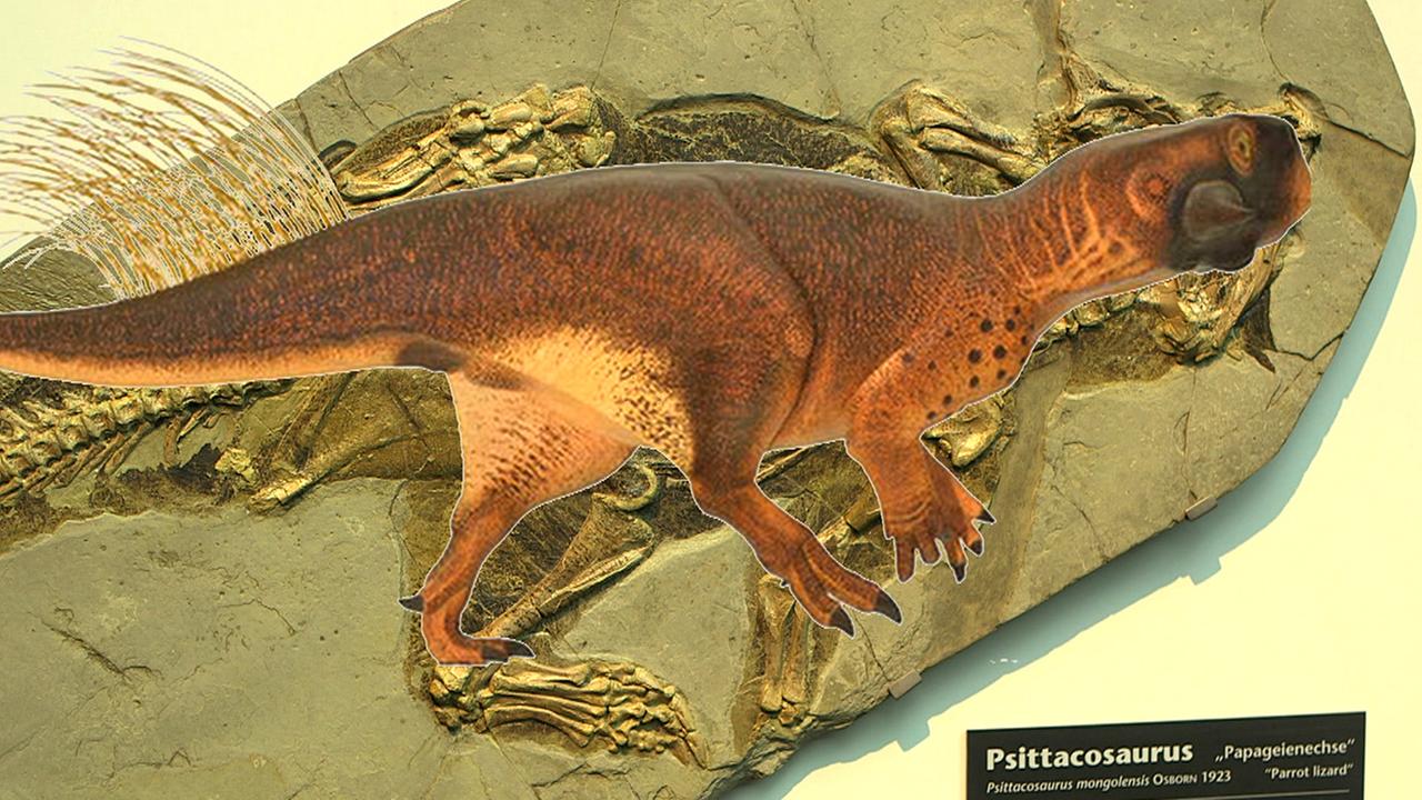 Пситтакозавр динозавр фото