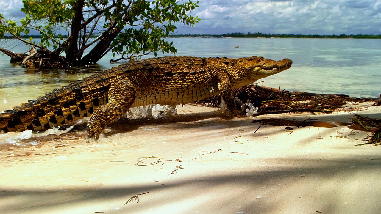 Die Karibik 1 5 Die Reise Der Krokodile 3sat Mediathek