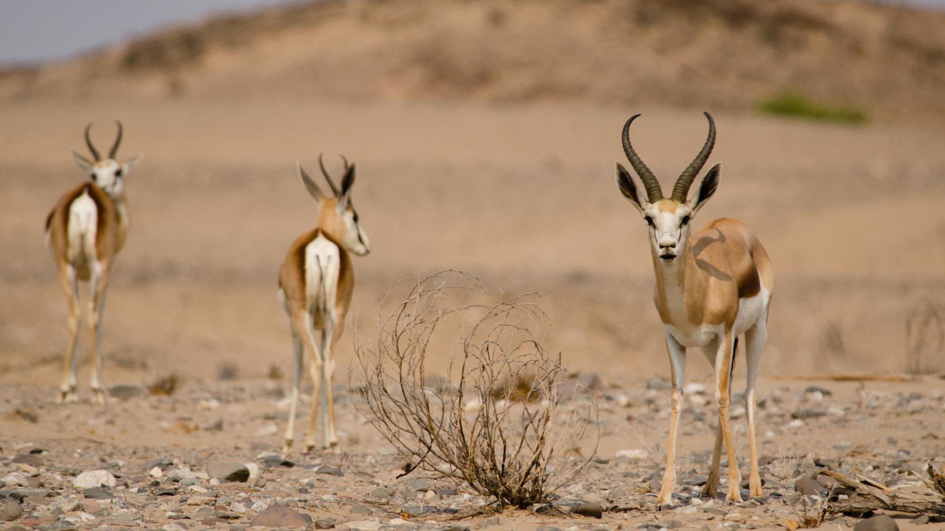 Die Wilden Flusse Afrikas Hoanib 3sat Mediathek