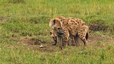 Hyanen Die Koniginnen Der Masai Mara 3sat Mediathek