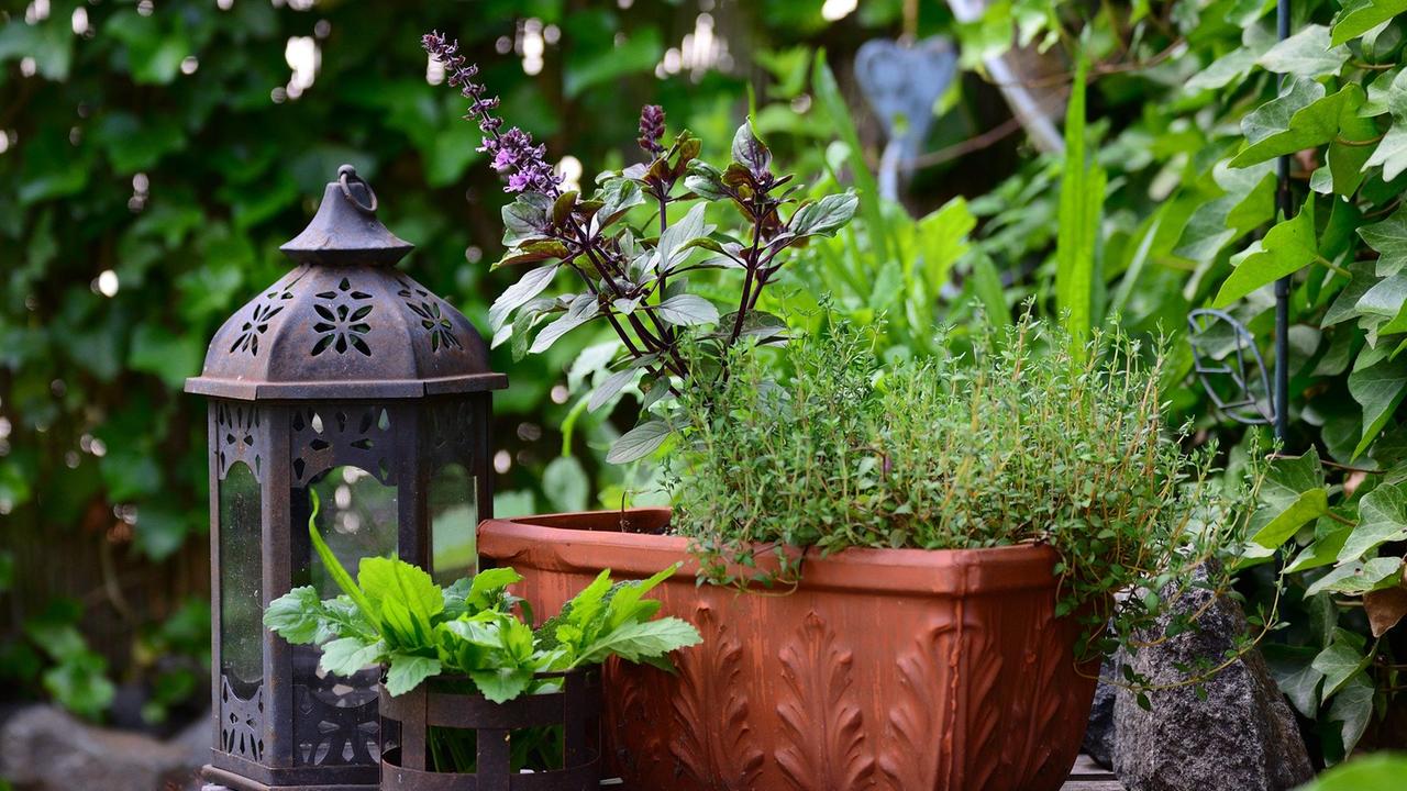 Gesunde Kräuter im QuerbeetGarten 3satMediathek