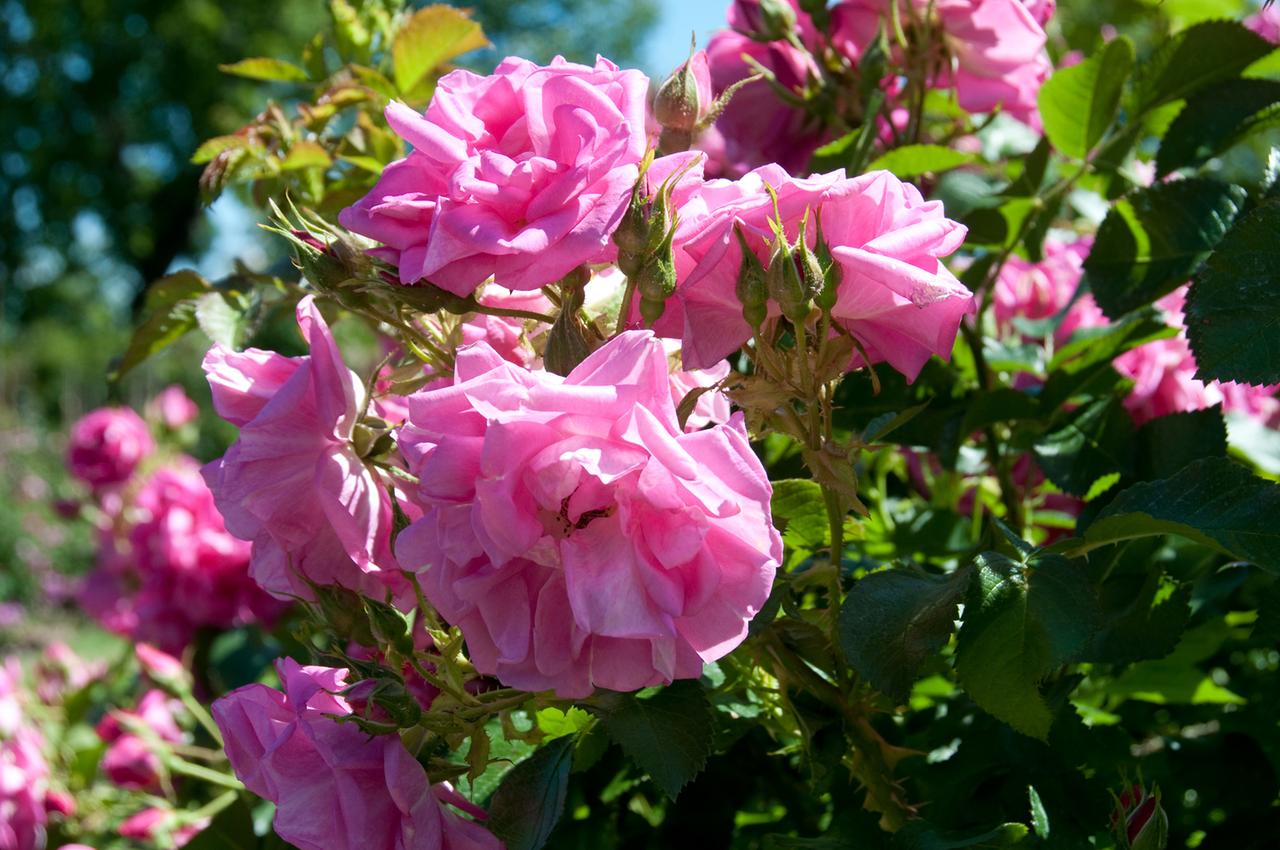 Rose Konigin Der Blumen 3sat Mediathek