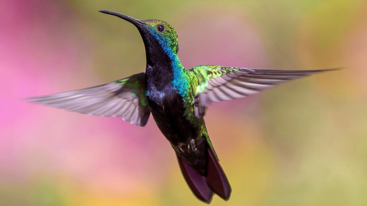 Starke Nachbarn Kolibri Und Kondor 3sat Mediathek