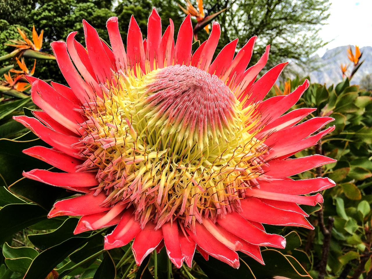 Exotische Garten Am Kap Mit Dem Biogartner In Sudafrika 3sat Mediathek